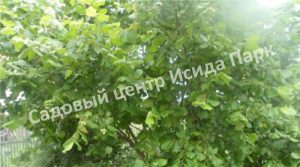 Фундук Лещина Перестройка (Perestroyka)