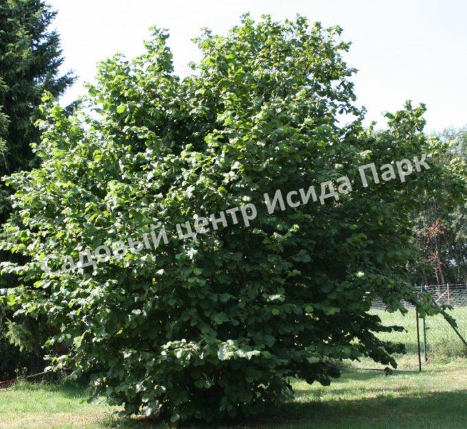 Фундук Лещина Признание (Priznanie) Фундук Лещина Признание (Priznanie)