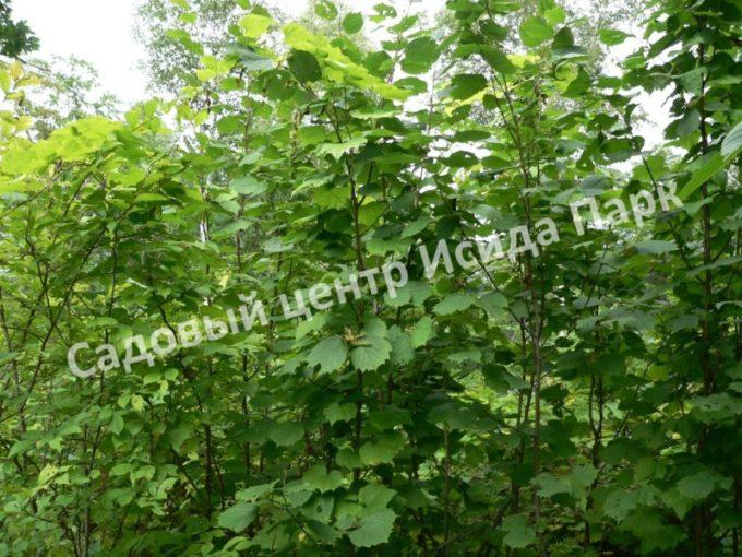 Фундук Лещина Признание (Priznanie) Фундук Лещина Признание (Priznanie)