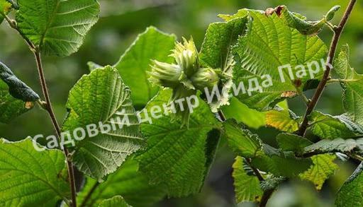 Фундук Лещина Признание (Priznanie) Фундук Лещина Признание (Priznanie)