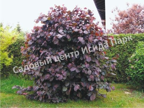 Фундук лещина Пурпурный (Purple) Фундук лещина Пурпурный (Purple)