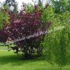 Фундук лещина Пурпурный (Purple) 2 Фундук лещина Пурпурный (Purple) 2