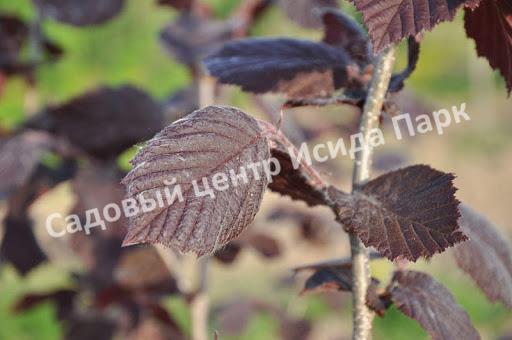 Фундук лещина Пурпурный (Purple) Фундук лещина Пурпурный (Purple)