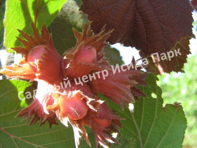 Фундук Лещина Пушкинский красный (Pushkinskii krasnyii) Фундук Лещина Пушкинский красный (Pushkinskii krasnyii)