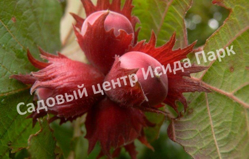 Фундук Лещина Пушкинский красный (Pushkinskii krasnyii) Фундук Лещина Пушкинский красный (Pushkinskii krasnyii)