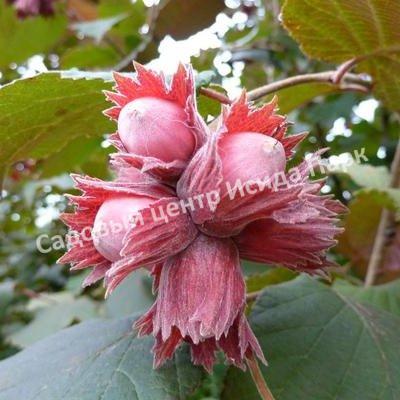 Фундук Лещина Пушкинский красный (Pushkinskii krasnyii) Фундук Лещина Пушкинский красный (Pushkinskii krasnyii)