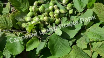 Лещина Римская (Roman) Лещина Римская (Roman)