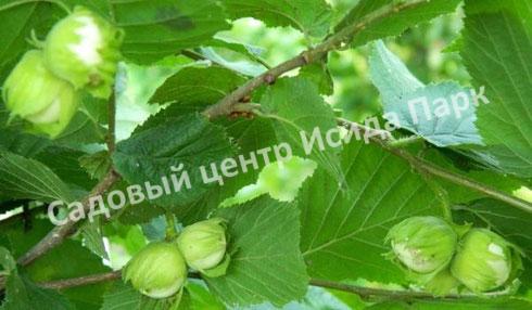 Лещина Римская (Roman) Лещина Римская (Roman)