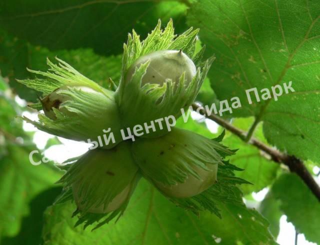 Лещина Римская (Roman) Лещина Римская (Roman)