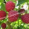Малина Аленушка 1