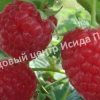 Малина Аленушка 3