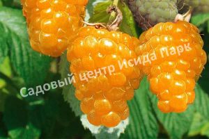Малина Ананасная