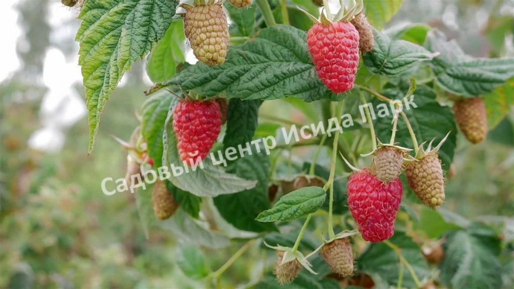 Малина Атлант