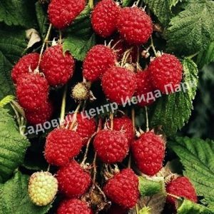 Малина Бонбонберри Ямми