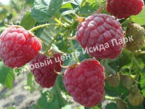 Малина Брусиловская