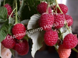 Малина Дочь Геракла