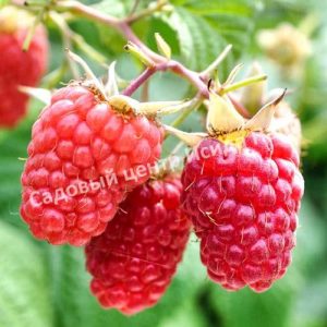 Малина Глен Ампл