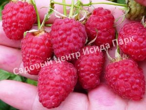 Малина Награда