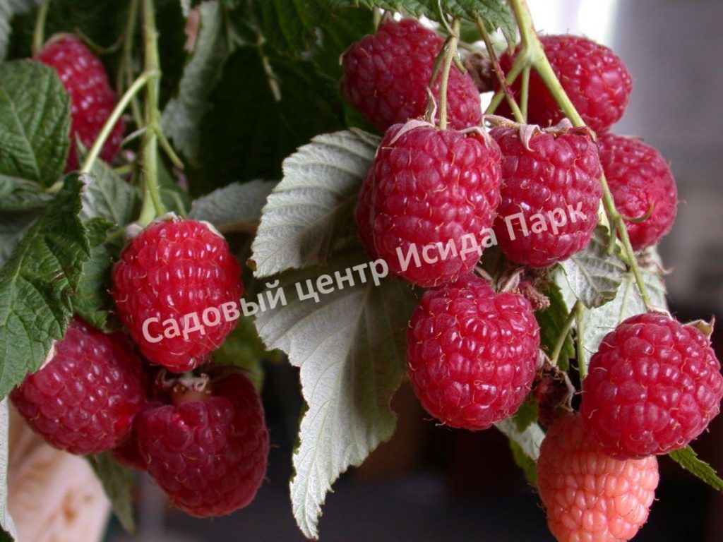 Малина Полька