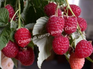 Малина Полька