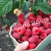 Малина Похвалинка 1