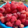 Малина Сенатор 2