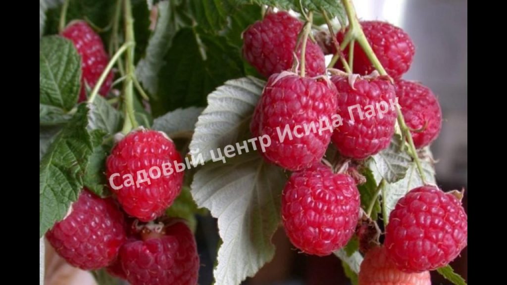 Малина Сказка