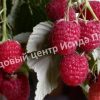 Малина Вера 4