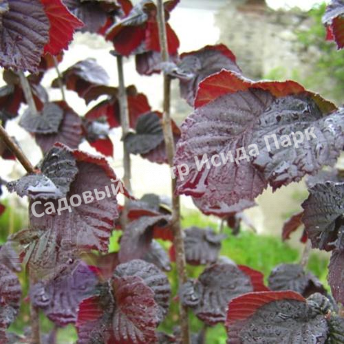 Лещина обыкновенная Энни Ред Дварф (Anny’s Red Dwarf) Лещина обыкновенная Энни Ред Дварф (Anny’s Red Dwarf)