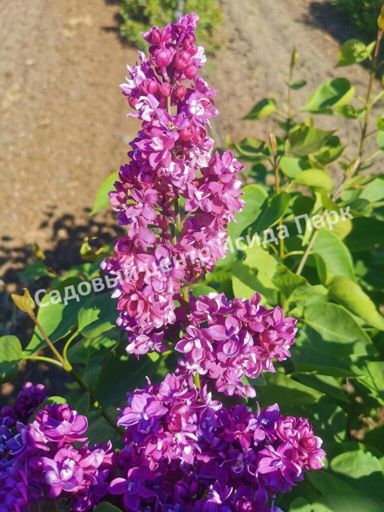 Сирень Огни Донбасса (Ogni Donbassa)