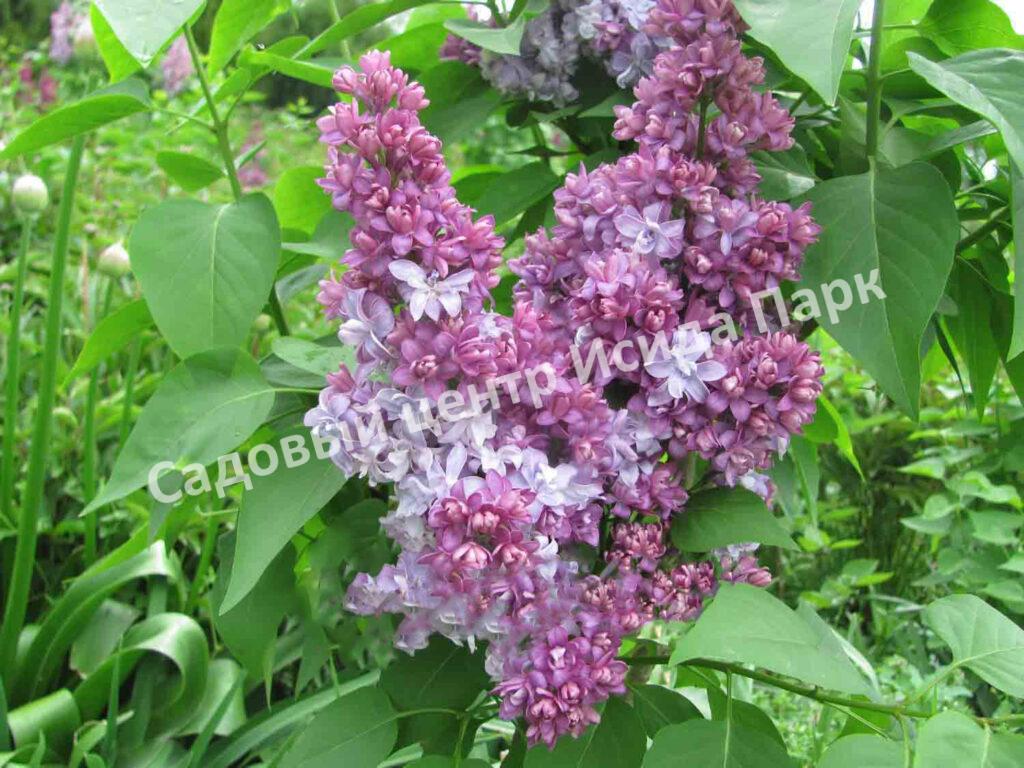 Сирень Мулатка (Mulatka)