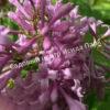 Сирень Карнавал (Syringa Karnaval) 5