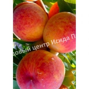 Персик Дикрас