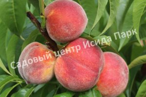 Персик Донской