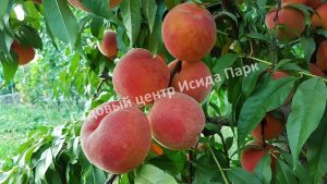 Персик Флеминг Фьюри