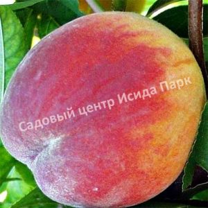 Персик Кондор