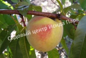 Персик Крымская осень