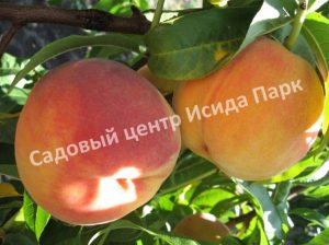 Персик Ред Хейвен