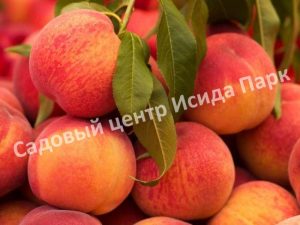 Персик Сказка