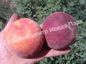 Персик Вавиловский