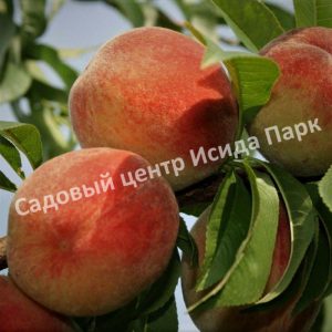 Персик Вулкан