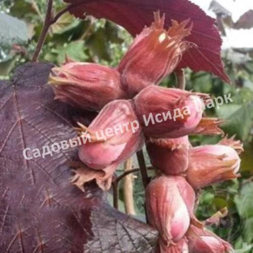 Лещина обыкновенная Энни Ред Дварф (Anny’s Red Dwarf) Лещина обыкновенная Энни Ред Дварф (Anny’s Red Dwarf)