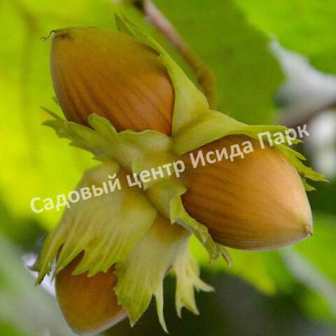 Фундук Лещина Признание (Priznanie) Фундук Лещина Признание (Priznanie)