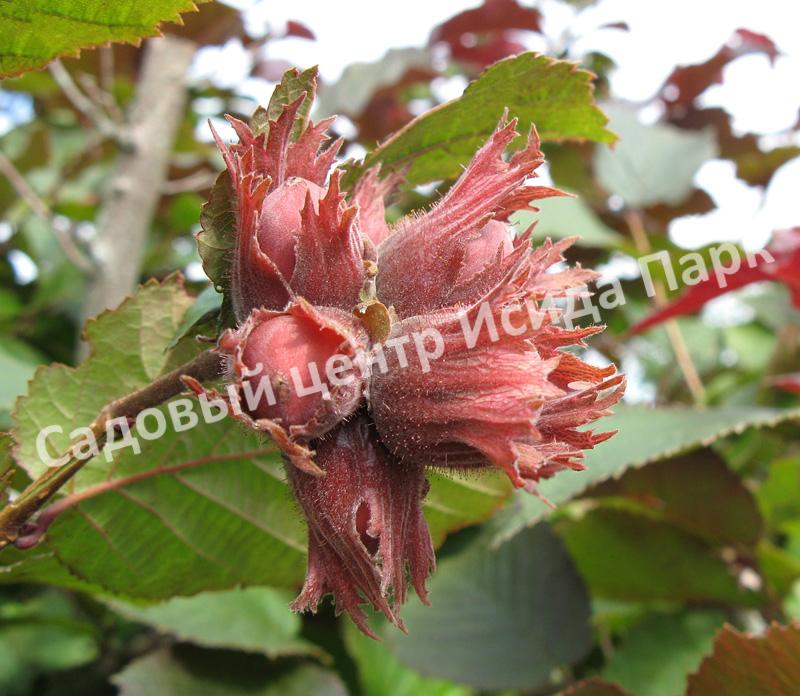 Фундук Лещина Признание (Priznanie) Фундук Лещина Признание (Priznanie)