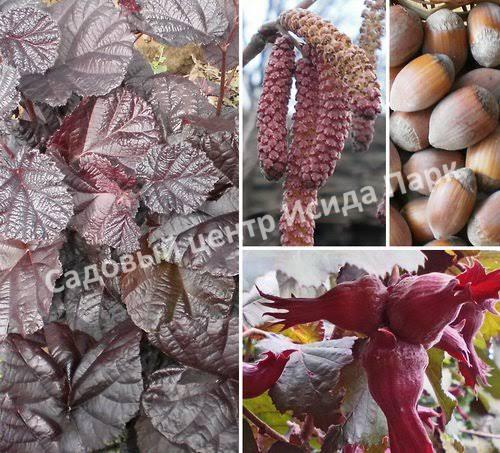 Лещина обыкновенная Пурпуреа (Purpurea) Лещина обыкновенная Пурпуреа (Purpurea)