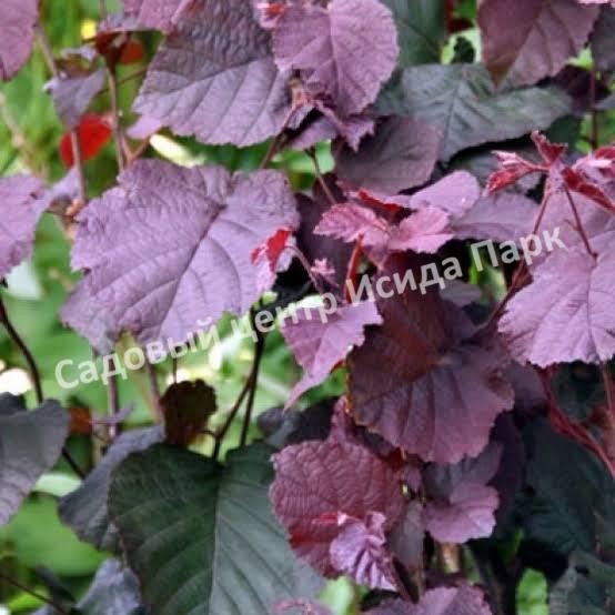 Лещина обыкновенная Пурпуреа (Purpurea) Лещина обыкновенная Пурпуреа (Purpurea)