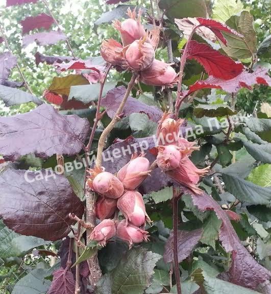 Лещина обыкновенная Пурпуреа (Purpurea) Лещина обыкновенная Пурпуреа (Purpurea)