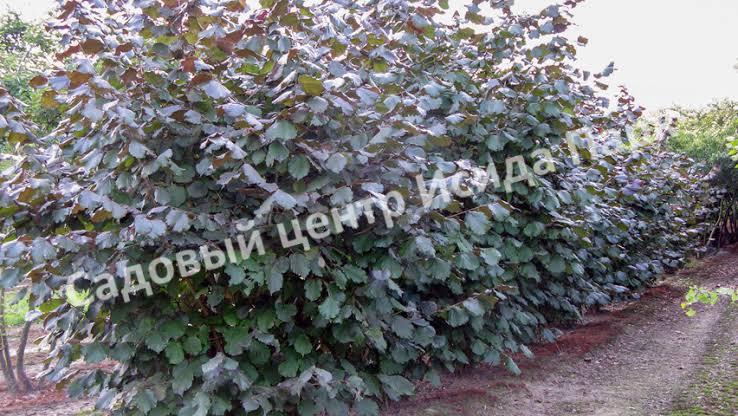 Лещина обыкновенная Пурпуреа (Purpurea) Лещина обыкновенная Пурпуреа (Purpurea)