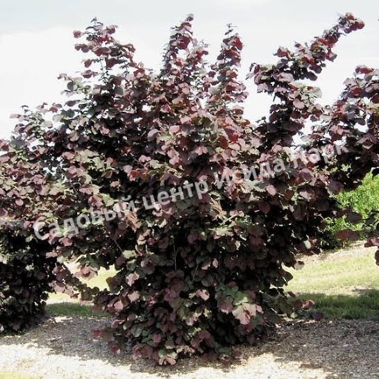 Лещина обыкновенная Пурпуреа (Purpurea) Лещина обыкновенная Пурпуреа (Purpurea)