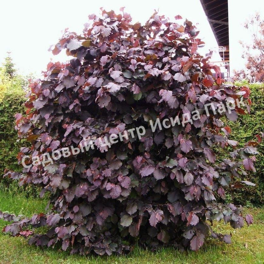 Лещина обыкновенная Пурпуреа (Purpurea) Лещина обыкновенная Пурпуреа (Purpurea)